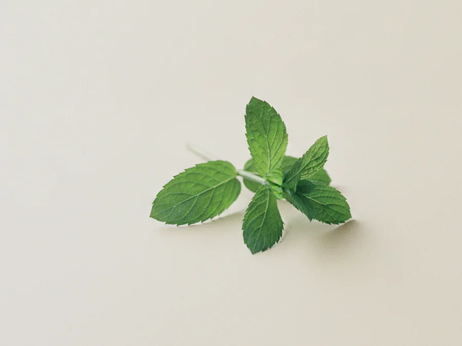 Detalle de dos ramas de menta fresca con las hojas a la vista