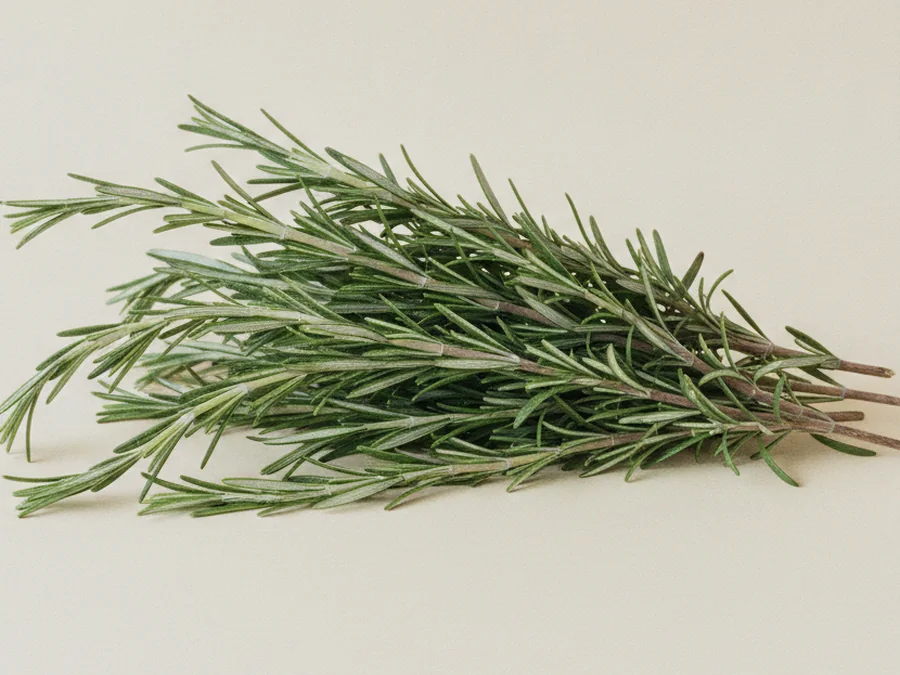 Detalle de una rama de romero fresco