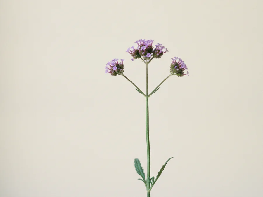 Detalle de un tallo de verbena con sus flores moradas