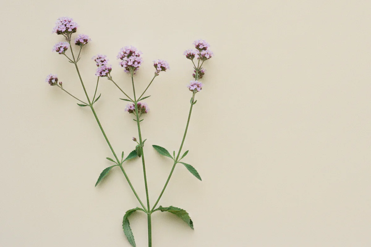 Tallos de verbena con pequeñas flores moradas sobre fondo crema
